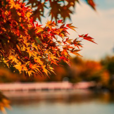 Herfsttip: herfstgeuren voor thuis