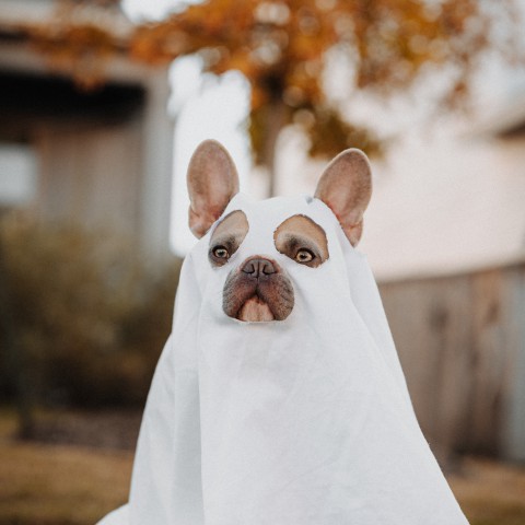 Maak zelf je Halloween kostuum