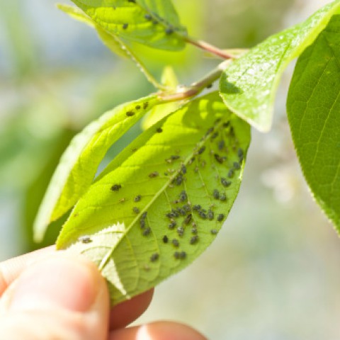 Dit is waarom je plant last heeft van bladluis