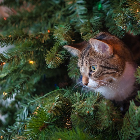 Bescherm je kerstboom tegen je kat met deze tips