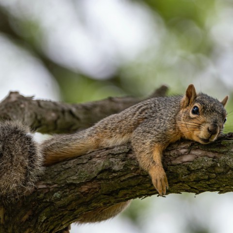 Hoe bereiden dieren zich voor voor herfst?