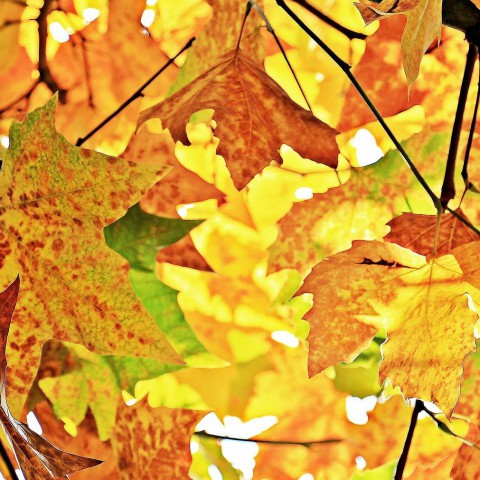 Herfsttip: herfstgeuren voor thuis