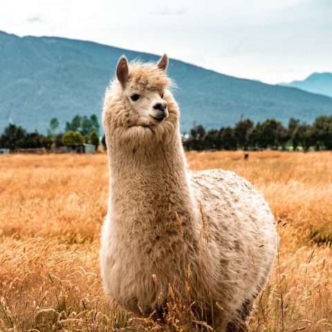 Picknicken met alpaca’s