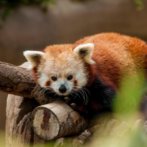 Dieren die onschuldig ogen, maar dat eigenlijk niet zijn