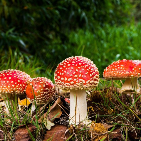 Vanaf vandaag is het officieel herfst