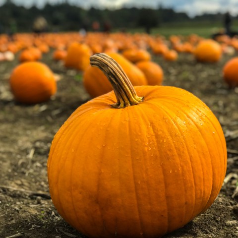 Gevulde pompoen tijdens Halloween