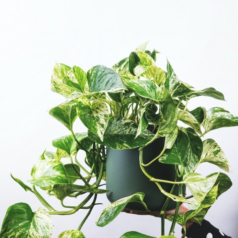 Plant van de maand: De Pothos