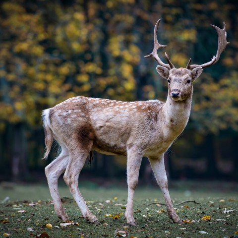 Ecologische verbinding Floriadeterrein geeft wilde dieren de ruimte