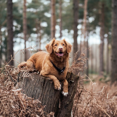 4 oktober vieren we dierendag!