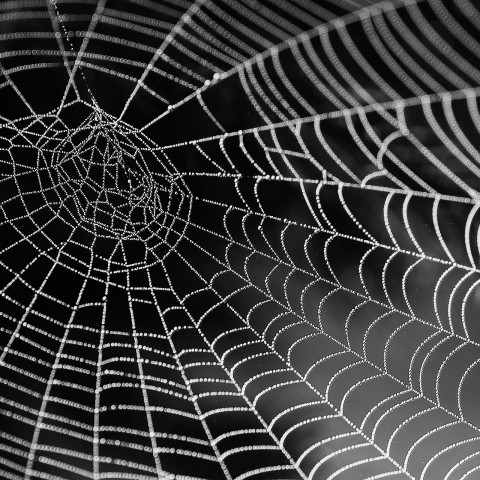 De 3 Grootste Spinnen in Nederland