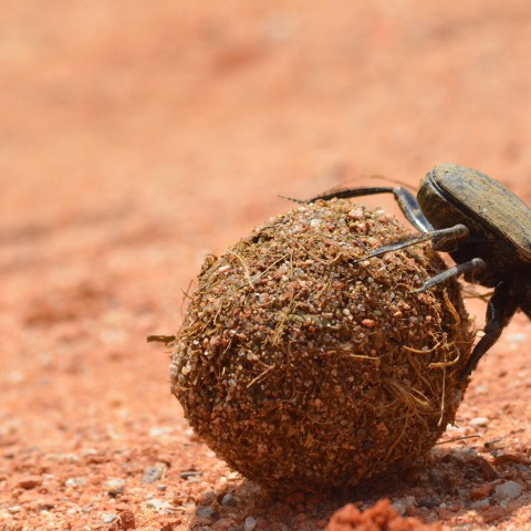 De sterkste dieren ter wereld