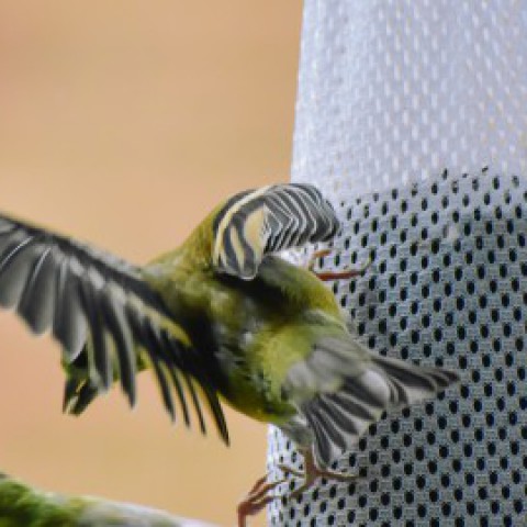 Dit is waarom je geen vetbolnetjes voor vogels moet ophangen in de winter