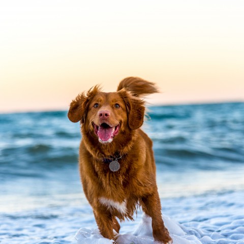 Wandelen op het strand met je hond in Almere