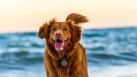 Wandelen op het strand met je hond in Almere