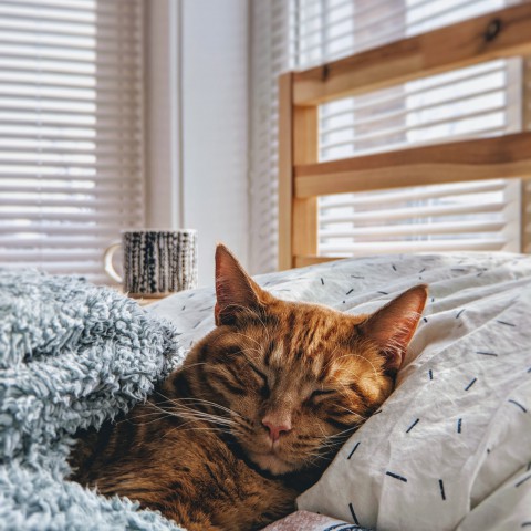 Leuke weetjes over katten