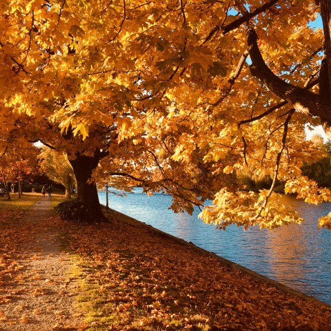 Gezond de herfst door
