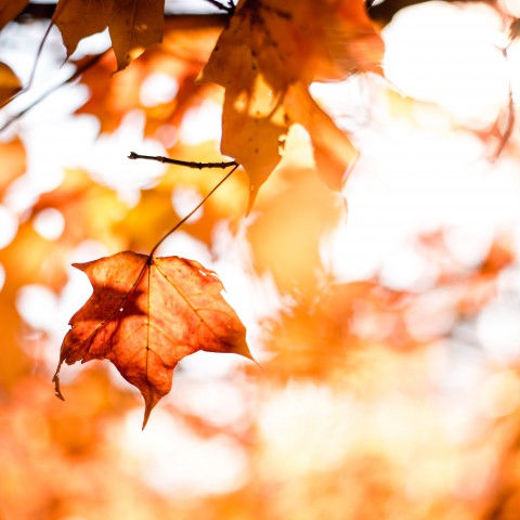 Herfsttip: herfstslinger voor bij de voordeur