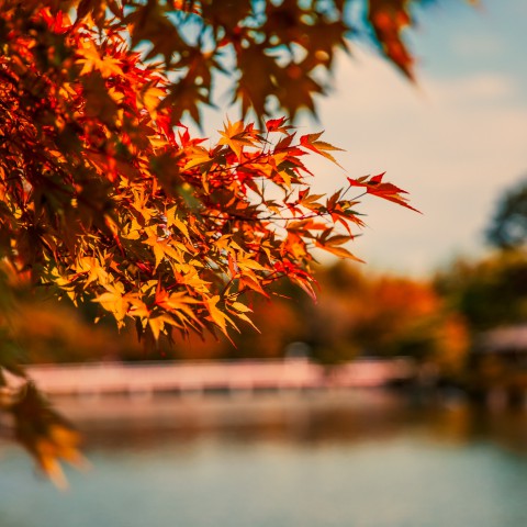 Geniet van een herfstwandeling