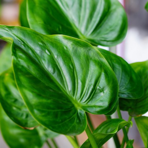 Huisplant van November: De Alocasia