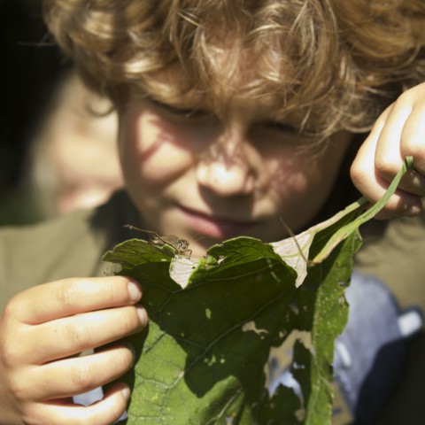 IVN Flevoland zoekt kinderdirecteuren Natuur & Duurzaamheid