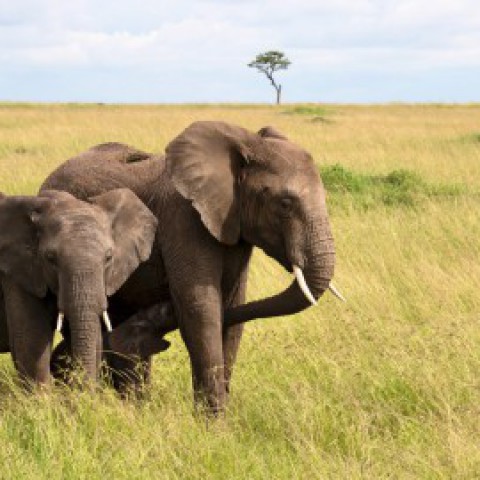 Internationale Dag van de Olifant