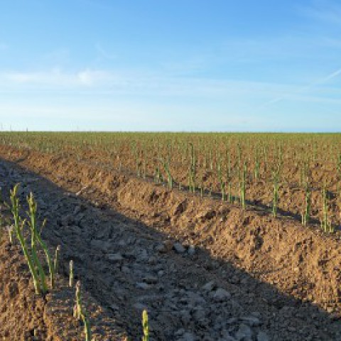 PAS-melders binnen flevoland