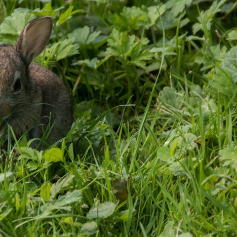 Gemeente wil hoger gras op verschillende plaatsen in de stad