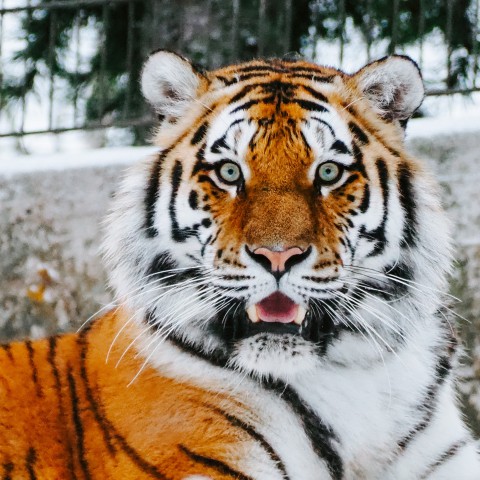 De Grootste dierentuinen ter wereld