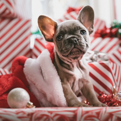 Kerstcadeautjes voor je huisdier