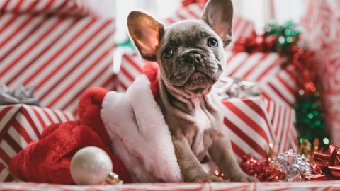 Kerstcadeautjes voor je huisdier