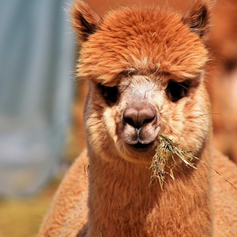 Picknicken met Alpaca’s
