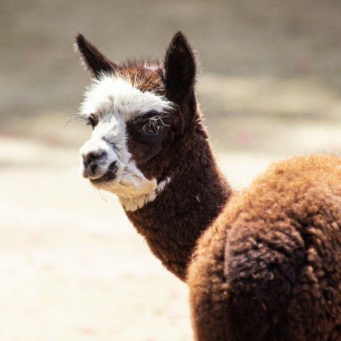Ben jij geschikt als alpaca-eigenaar?