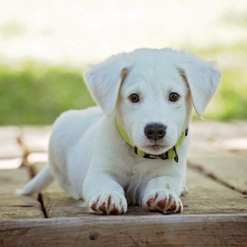 Tips om oververhitting bij je hond te voorkomen
