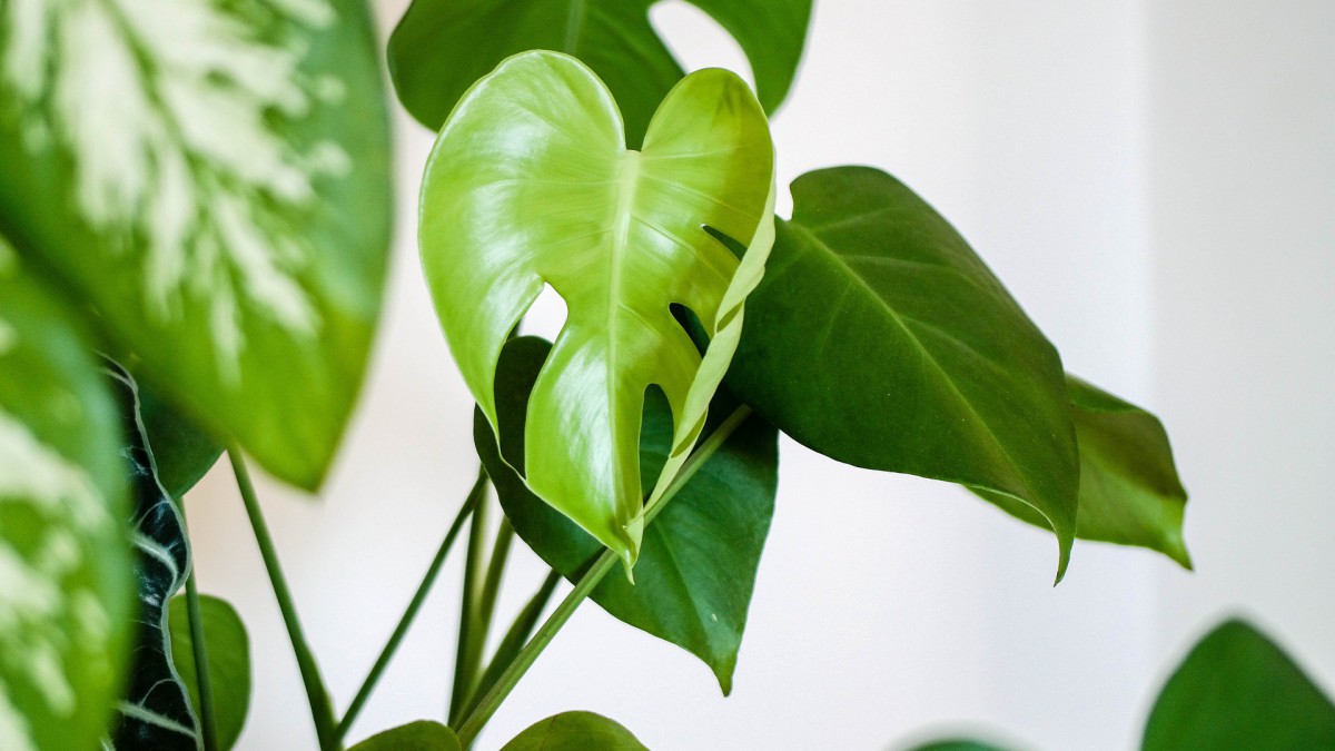 Wist je dat planten geluid tegen houden?