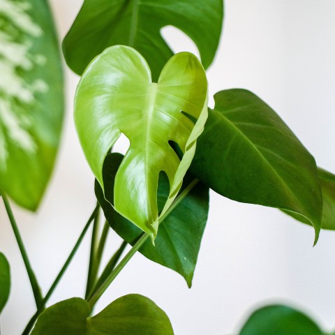 Wist je dat planten geluid tegen houden?