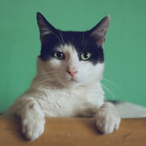 Hoe leer je je kat kunstjes te doen?