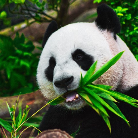 Gisteren was het panda dag