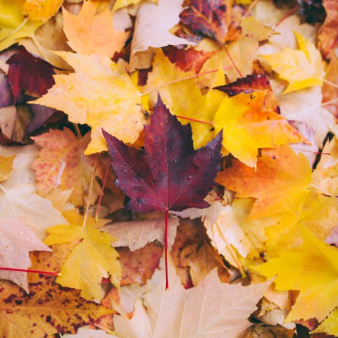 De herfst is begonnen!