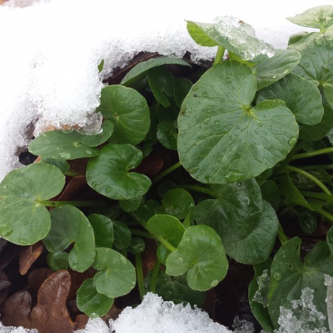 Online cursus eetbare wilde planten in de winter