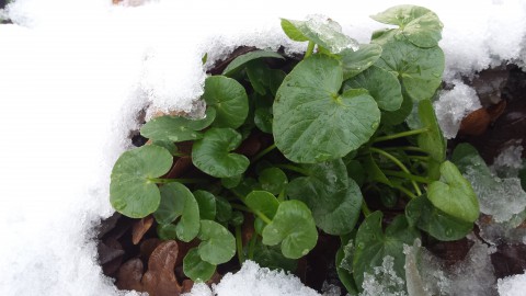 Online cursus eetbare wilde planten in de winter