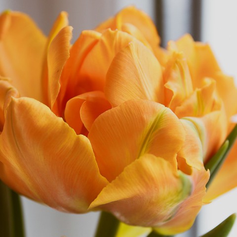 Verse bloemen in huis
