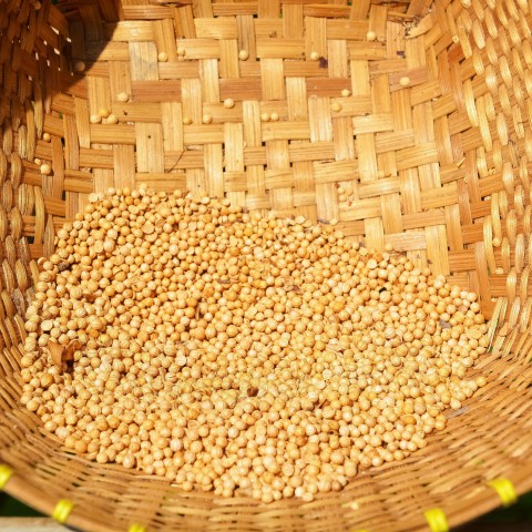Future of Food: Veldbonen van Navis Bio