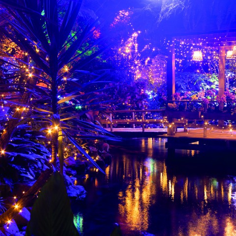 Decemberspektakel WinterDroom van start in Junglepark de Orchideeën Hoeve