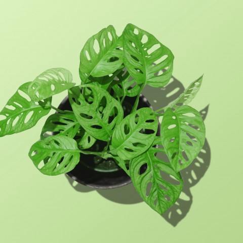 Plant van de maand: Monstera Adansonii