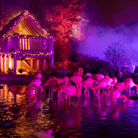 De Orchideeën Hoeve extra lang geopend tijdens Night of the Jungle