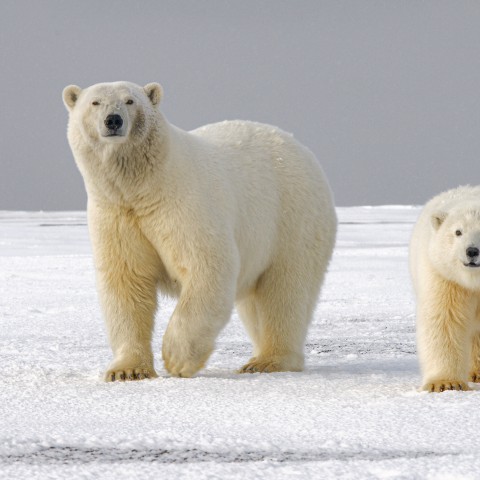 Waarom zijn er geen ijsberen op Antarctica?