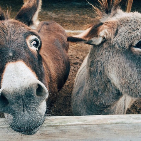 Kinderboerderij de Beestenbende