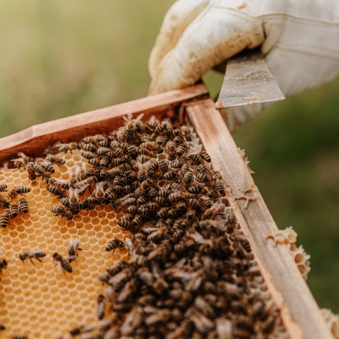 Help de bij en zorg voor een bijenvriendelijk tuin