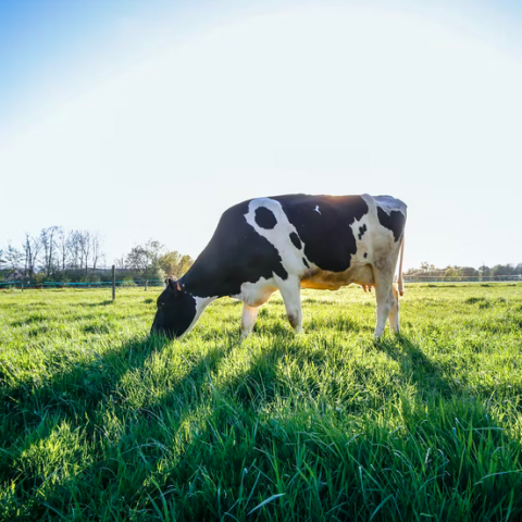 50.000 bezoekers op de eerste Campina Open Boerderijdag 2022