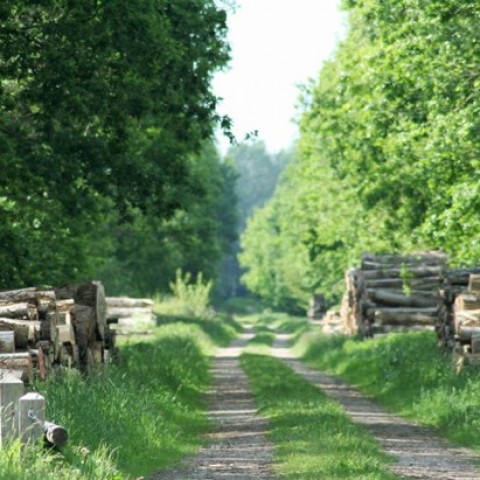 Start bomenkap Espelerringweg, Espelerweg en Kuinderweg